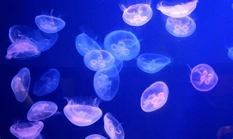 Pets And Rants — Moon Jellyfish Aurelia Aurita Caresheet