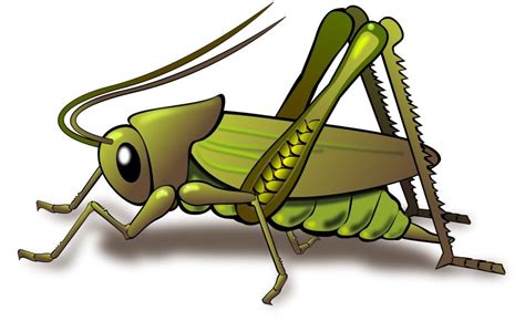 Green Grasshopper For A Clip Art Free Image Download