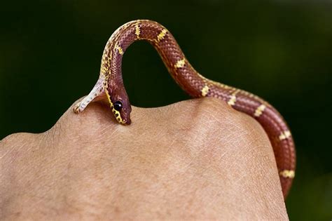 5 Best Snake Bite Kits Of 2019 A Complete Snake Bite Removal Guide
