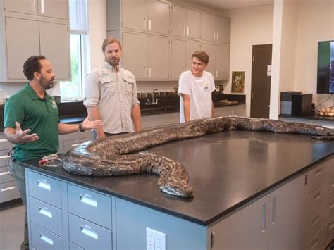 Record Breaking 18 Foot Burmese Python Captured In Florida Across