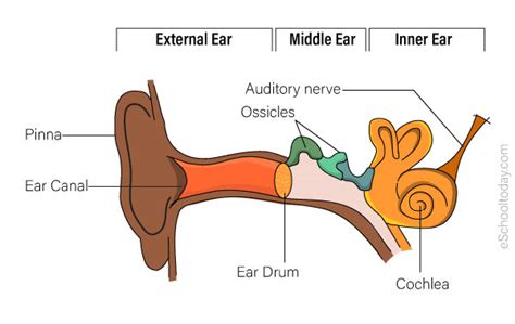 The Sense Of Hearing Eschooltoday