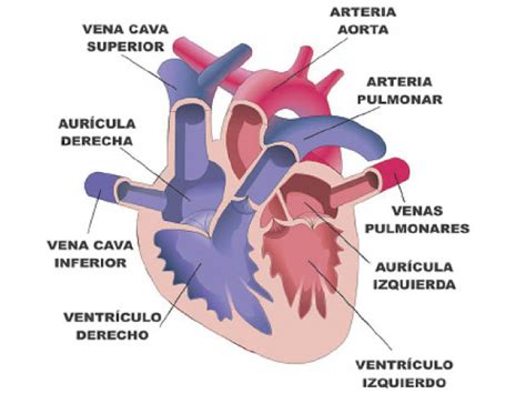 Sistemas Del Cuerpo Humano Sistema Circulatorio Elpopularpe