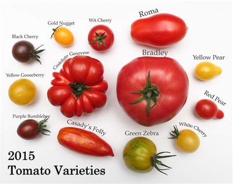 Tomato And Pepper Varieties 2016 Gapeys Grub