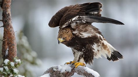 обои Птицы Животные снег Дикая природа хищная птица Орел Лысый