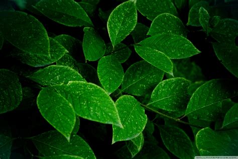 Green Leaves Wallpaper 66 Images