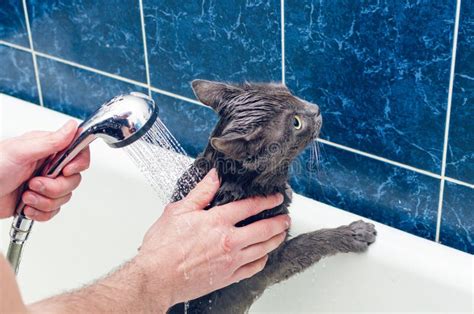 Bathing A Gray Cat In The Bathroom Stock Photo Image Of Afraid