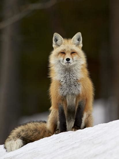 Red Fox Vulpes Vulpes Vulpes Fulva In The Snow Photographic Print