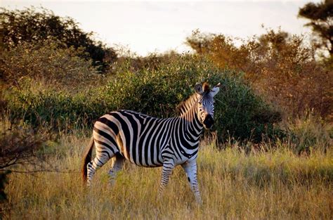 Amazing Wildlife in Kruger National Park, South Africa