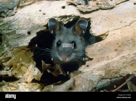 Deer Mouse Peromyscus Maniculatus In Nest Hole Stock Photo Alamy
