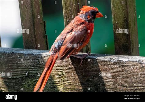 Molting Northern Cardinal Out On The Deck Stock Photo Alamy