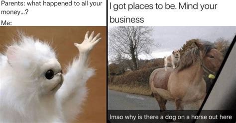 19 Absurd Animal Memes That 100 Pass The Vibe Check This Week Animal