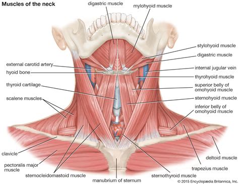 The head articulates with the glenoid cavity of the scapula to form the glenohumeral (shoulder) joint. human muscle system | Human body bones, Bones, muscles ...
