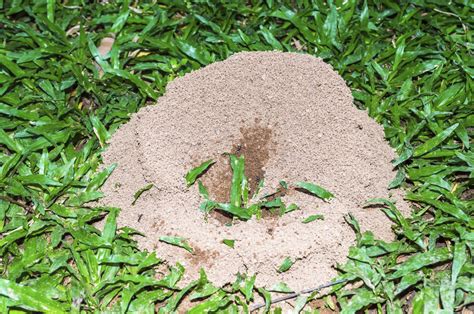 See pictures of the nasty things below. Controlling Ants In The Lawn - Tips For Killing Ants In ...