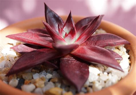 Echeveria Agavoides Care And Propagation Floraliving