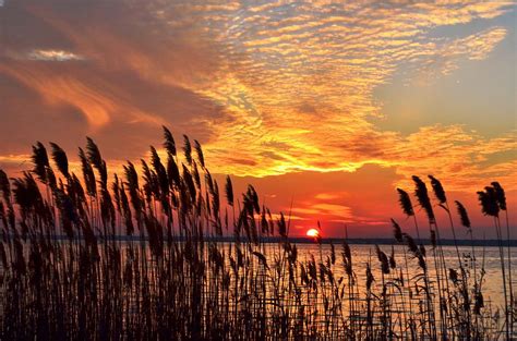 Sunset Through The Reeds Photograph By Bob Cuthbert Pixels