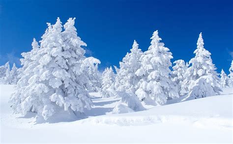 Pinos Nevados Nieve Paisajes Pinos Naturaleza Bosques Nevados