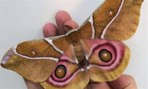 Bookofjoe Deaf Moths Use Noise Cancelling Stealth Scales To Evade Bat Biosonar