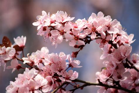 Filepink Plum Blossoms Wikimedia Commons