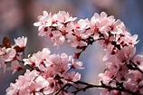Pink Plum Blossoms Picture | Free Photograph | Photos Public Domain