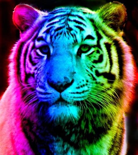 Rainbow Tiger 12 By Tomboytigress On Deviantart Big Cats Art Tiger
