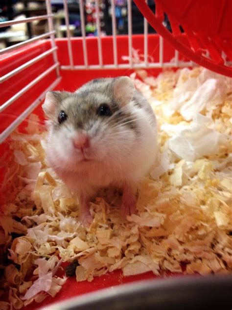 Sweet Little Dwarf Hamster Dwarf Hamster Hamster Cute Hamsters