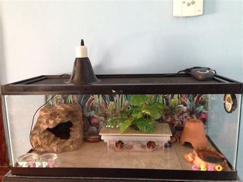 My Leopards Geckos Habitat Zippy And Cleo Reptile Decor Reptile Room