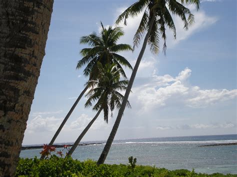 Filesavaii Coastal Scenery Palm Trees And Sea Falealupo Village Samoa