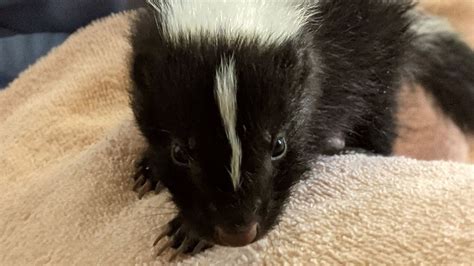 What To Do If You Find An Injured Or Orphaned Skunk — Staying Wild