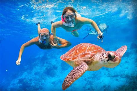 Turtle Snorkeling Tour Oahu Catamaran