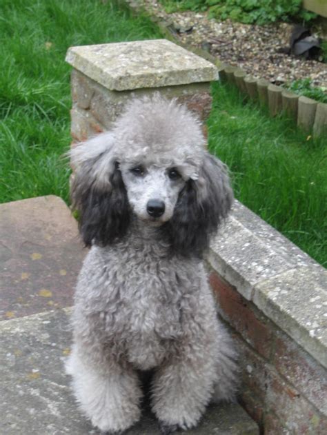 Silver Toy Poodle Puppy Other World Memoir Photos