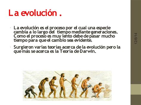 Evolucion Del Hombre Concepto Y Etapas Images