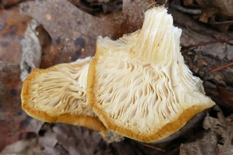 2 Mushrooms In Nw Alabama Identifying Mushrooms Wild