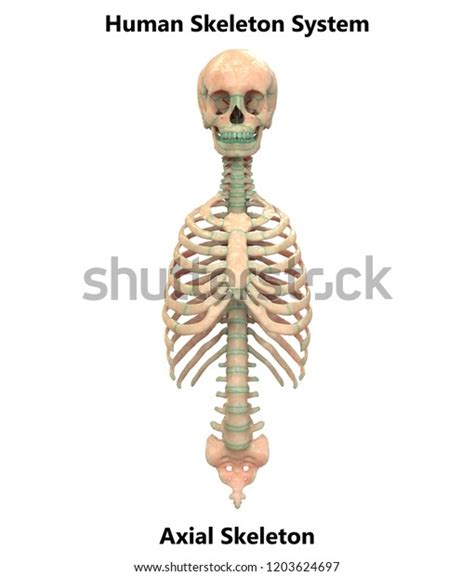 Human Skeleton System Axial Skeleton Anatomy Stock Illustration