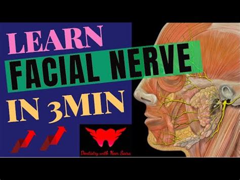 Facial Nerve Anatomy Learn Its Branches In Min Easiest Mnemonic To