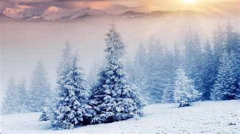 Snow Pine Trees Wallpaper High Definition High Quality Widescreen