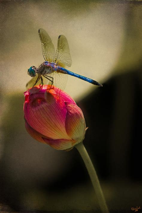 Resting Dragonfly Photograph By Chris Lord