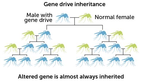 Should We Use A Genetic Weapon Against Mosquitoes Carrying Malaria