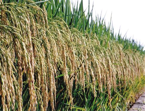 Hybrid Rice