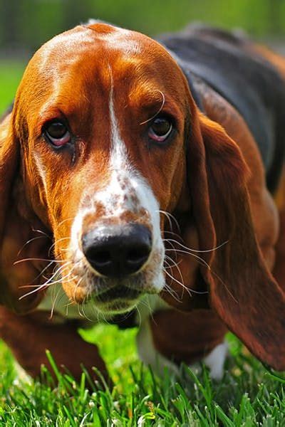 Basset Hound Dog Breed Facts And Information Wag Dog Walking