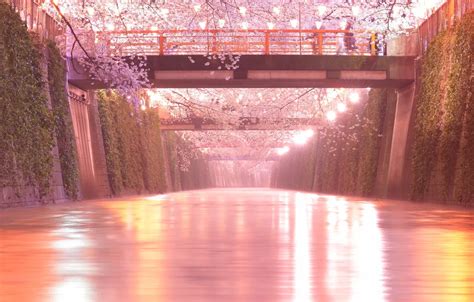 Wallpaper Bridge River Sakura Lights Japan Images For Desktop