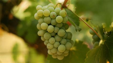 Your Essential Guide To Chenin Blanc