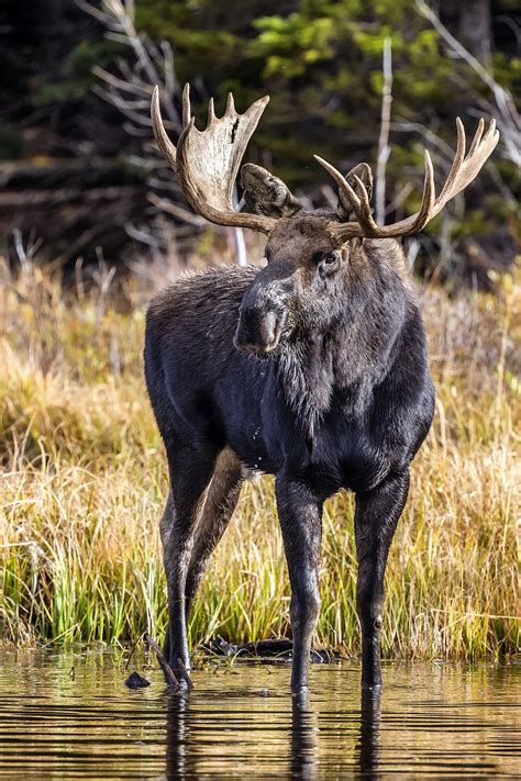 How Much Does A Bull Moose Weigh Animal Enthusias Blog