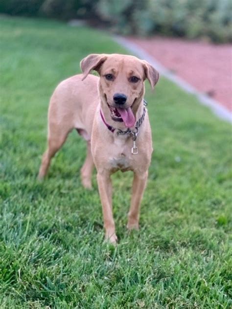 Backed with our experience and knowledge of caring for pets, we strive. Barley - Wagging Tails Rescue