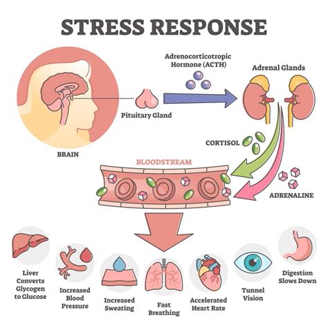Cortisol In Stress Response