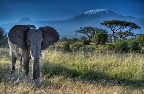 √ Amboseli National Park Kenya Wallpaper