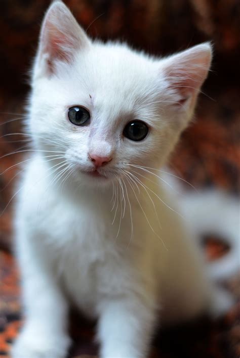 White Cat Gatos Bonitos Gatitos Lindos Y Gatitos Adorables