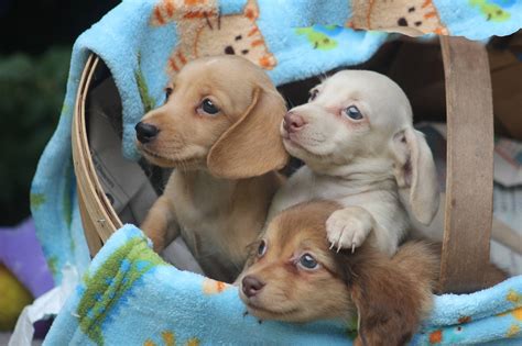 Look at pictures of vizsla puppies who need a home. 20 New Mini Dachshund Puppies For Sale Near Me | Puppy Photos
