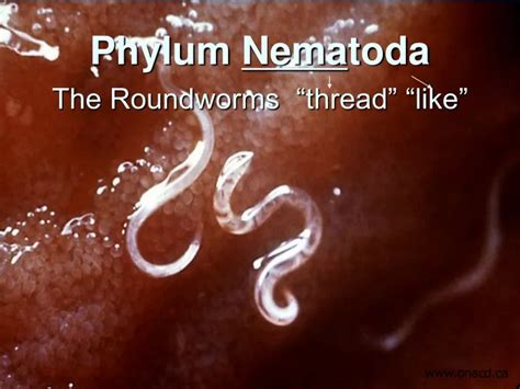 Ppt Phylum Nema Toda The Roundworms Thread Like Powerpoint