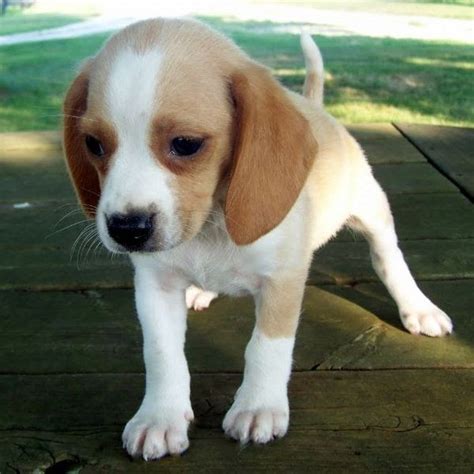 Where can i find reputable, trustworthy dog breeders near me?whether you have been a dog owner for years, or you are looking for your very first puppy, we. Where Can I Get A Beagle Puppy Near Me | Beagle Puppy