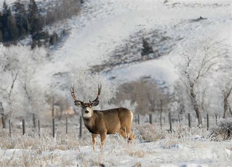 Discover The Largest Mule Deer Ever Caught In Montana